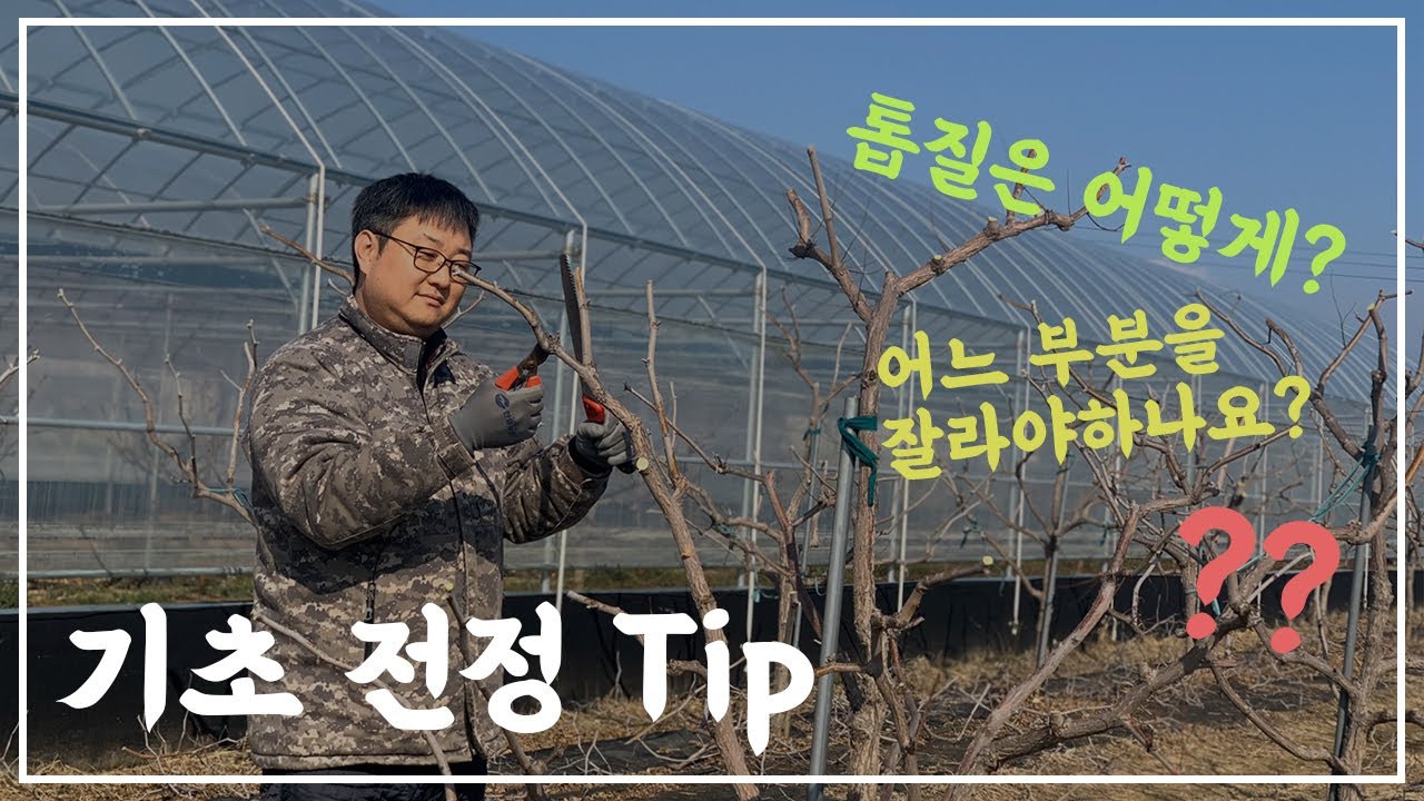 [초보자용] 대추 동계 전정 기초편 (대추, 사과대추, 노지대추)