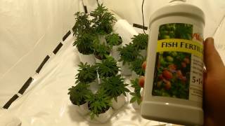 Lush growth! No-till TGA seeds with Spectrum King