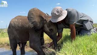 Relaxing Mud Baths with Baby Bull Elephant, Phabeni 🐘