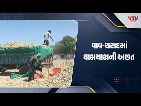 વાવ-થરાદમાં ઘાસચારાની અછતથી ગૌશાળાઓ પર આર્થિક બોજ, ઘાસના ભાવમાં વધારો; સરકાર પાસે સહાયની માગ