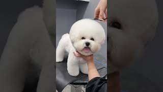 BICHON FRISE'S PUPPY HEAD GROOMING SESSIONS  #dog #bichonfrisepuppy #puppy #dogbreed