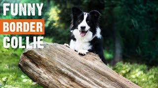 Funny Border Collie Moments by I Love My Dog 1,458 views 4 years ago 7 minutes