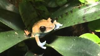 Ruby Eyed Tree Frog -End of Shedding
