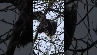 Firefighters rescue eagle from tree in Squamish, B.C.