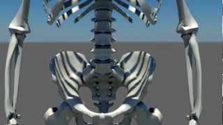 Animacja 3D - Projekt szkieletu - Michał Kulig screenshot 3