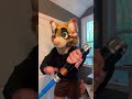 This sound is full of furries ‼️‼️ #christianfurry #morwenator #cosplay #fursuit