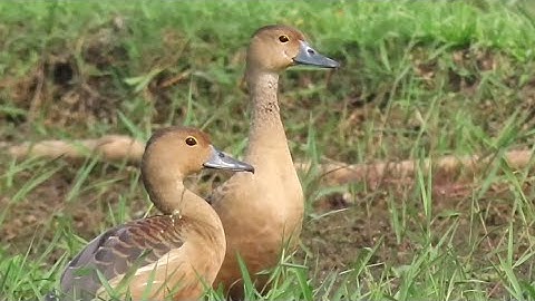 Colony Of Lesser Whistling Ducks