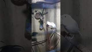 Pesona Burung zebra Finch yang baru masuk dikandang aviary mini 🤩🐦 #emje #zebrafinch #finchLovers