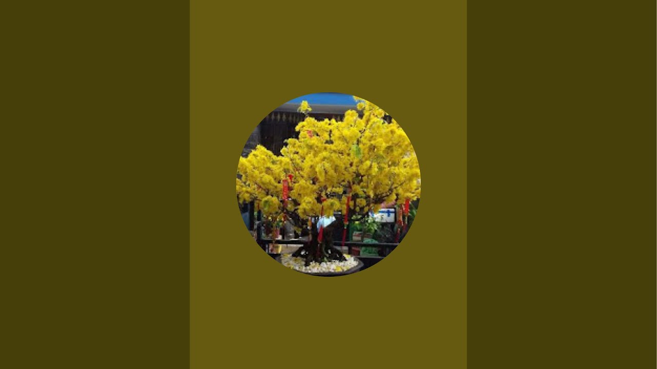 Mai vàng thanh phương đang phát trực tiếp!