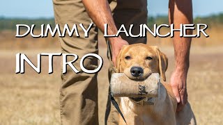 Improve Marking With A Dummy Launcher - Labrador Retriever Gun Dog Training