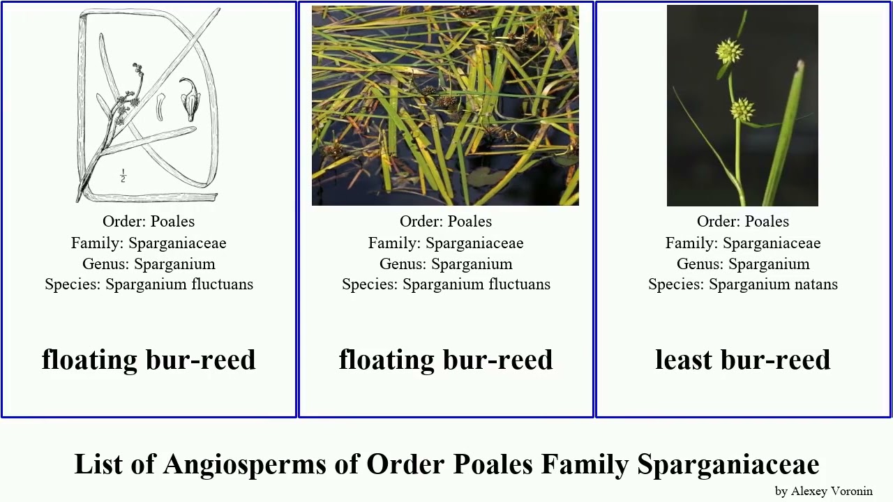 List of Angiosperms of Order Poales Family Sparganiaceae bur-reed least floating clustered fallax