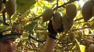 New Zealand Kiwifruit Harvesting best practice