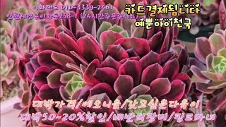 대박50~20%할인/배반의장미/핑크마녀/여왕벌   이화랜드01033392461 나는농부다282회출연