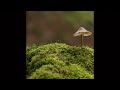 Nicolas bordolini  funghi
