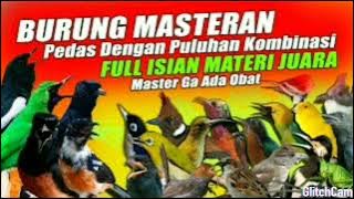 Masteran murai batu juara lengkap berbagai jenis burung roll tembat mbesetan kasar