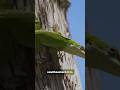 swamp puppies episode 8 (green anole)