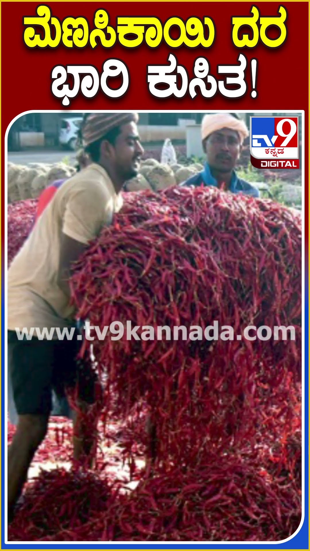 ಮೆಣಸಿಕಾಯಿ ದರ ಭಾರಿ ಕುಸಿತ! #Chilipeppers #TV9D
