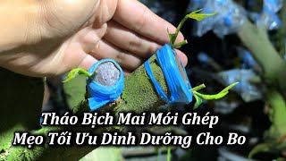 Tháo Bịch Mai Ghép Mẹo Tối Ưu Dinh Dưỡng Cho Bo - Mai Vàng Duy Hiếu