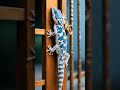 Tắc kè hoa #kucing #iguana #bebek #gecko #tokek #kucinglucu #funny #dancingcat #iguana #ai #tacke