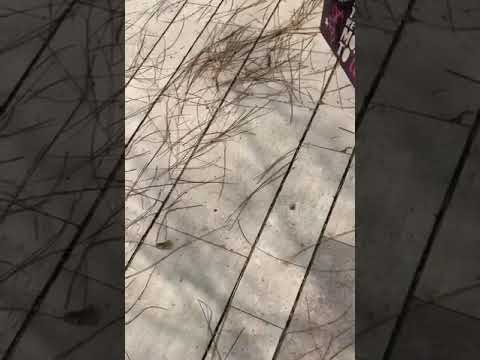 انطونيو سليمان قناتي تلكرام لايك متابعه راح تشوفني مقاطع جديده Z55xo