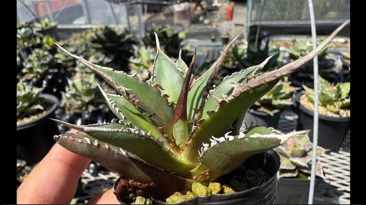 Unpacking rare Iranian emerald-style seedlings #Agave