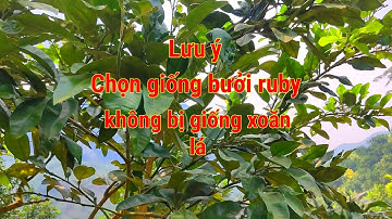 Cách chọn giống bưởi ruby chuẩn không bị giống xoăn lá, đừng để điều đáng tiếc xảy ra với bạn