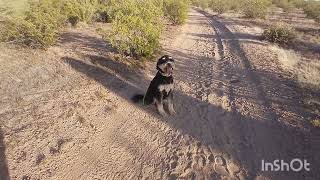 Blue Works on her Sit Command  Off Leash K9 Tucson