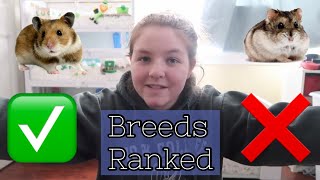 The Best and Worst Hamster Breeds