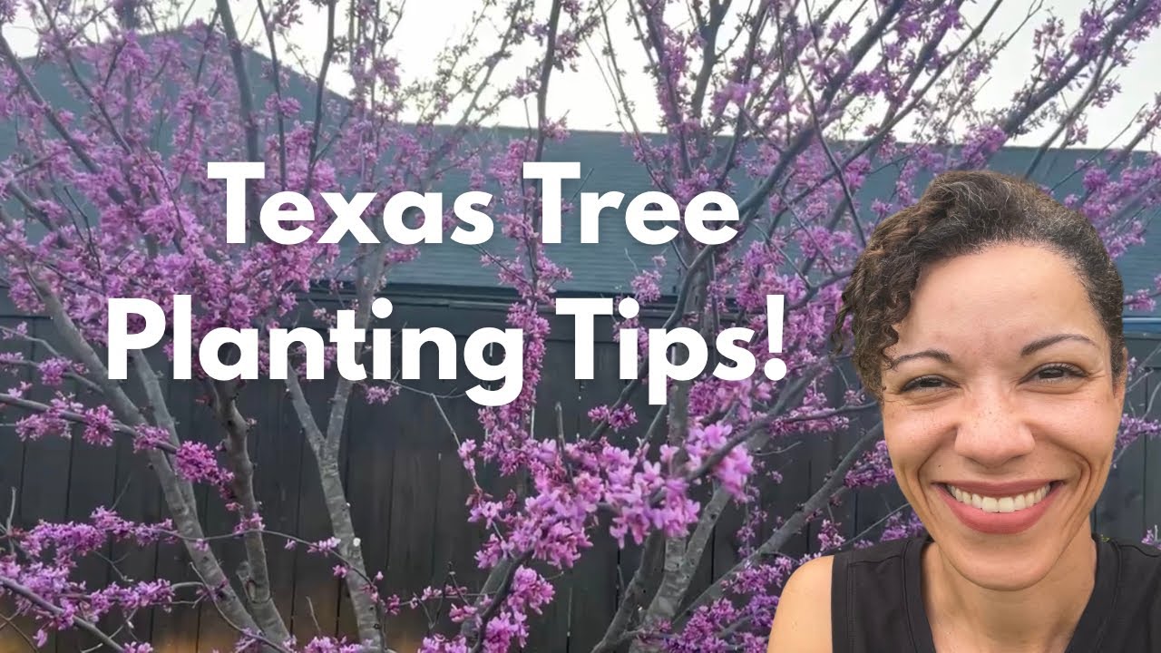 The Ultimate Guide to Growing Texas Trees