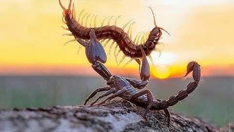 Bọ Cạp - Sát Thủ Tí Hon & Những Trận Chiến Sinh Tồn Nơi Hoang Dã