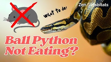 Why Your Ball Python Won’t Eat (Causes & Tips to Help!)