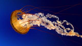 MARINGO 7 NEW SONG BORINGO