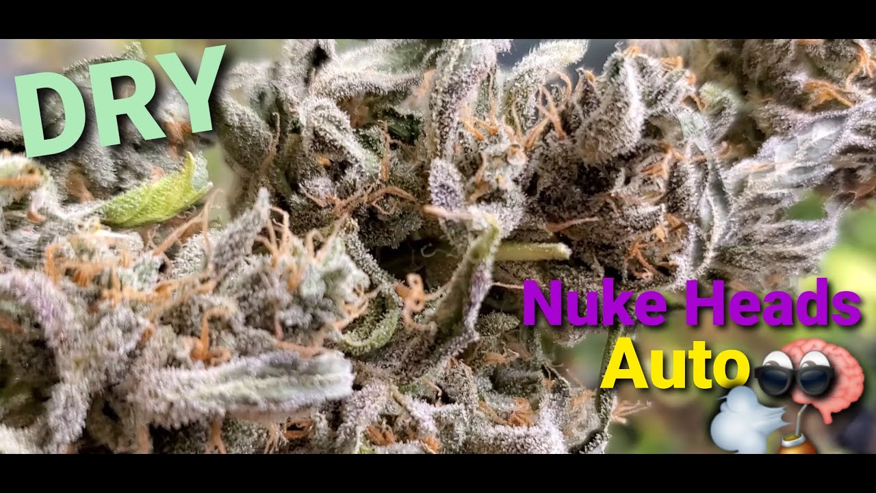 Nuke Heads Auto , Dry and Taste Test 😁💨🤙( TV420 📺 )