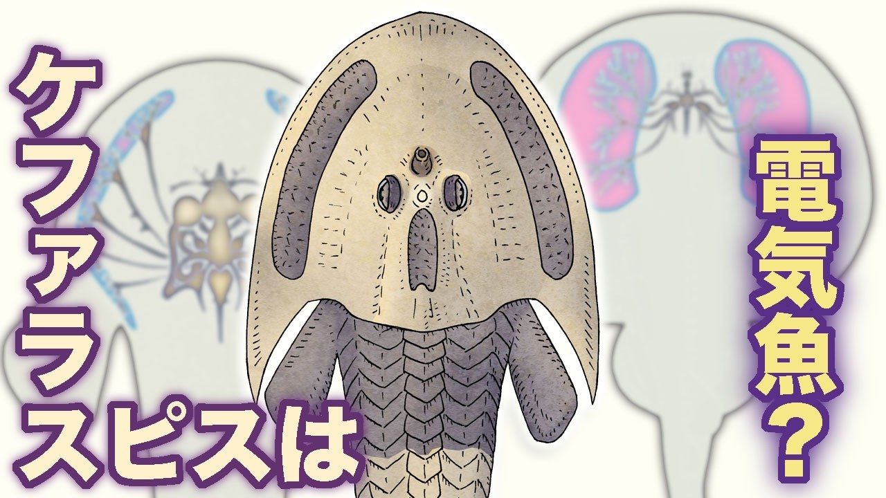 4億年前の古代魚ケファラスピスは電気魚？　地球の歴史 その１４３
