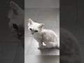 ガリガリだった子猫がお姫様のように生まれ変わった #保護猫 #子猫 #猫癒し #猫のいる生活 #愛猫