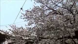 大阪府島本町青葉町内の桜並木