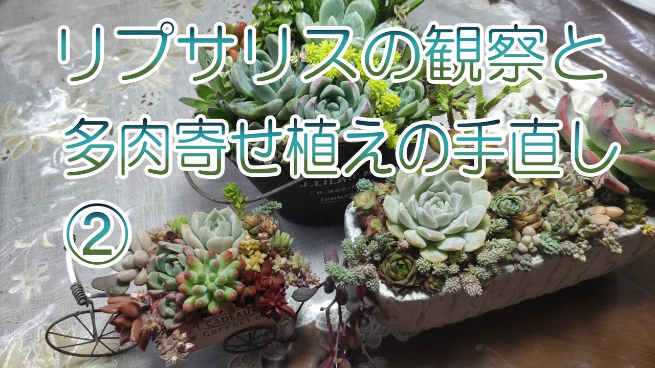 リプサリスの観察と多肉の寄せ植えの手直し➁ - YouTube