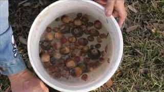 How to Do an Oak Tree Acorn Float Test Profile