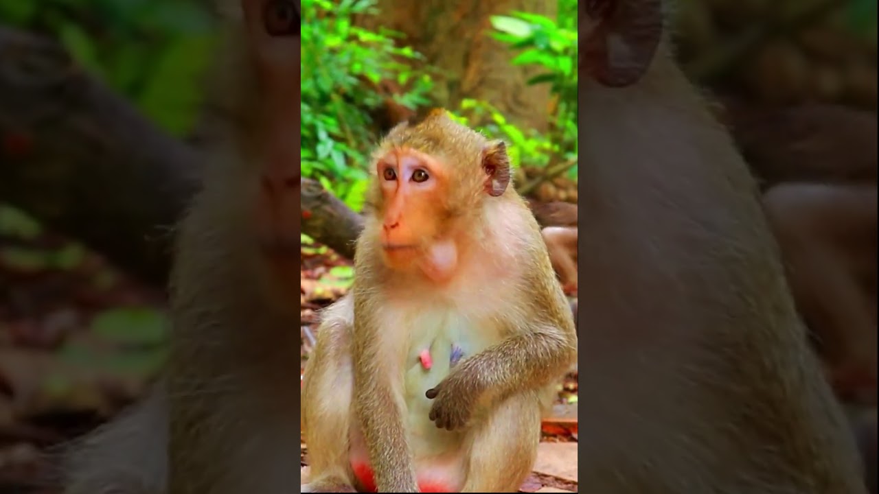 Monkey Mother Ellen With Baby Evelyn | Amazing Short 