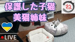 ねこにう Youtube