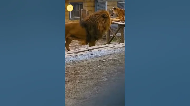 Huge Barbary lion.Called Mr Big.SUBSCRIBE.#b...  asked the Tiger if he had said something"