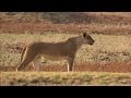 Kudu and Lion Hunting Dynamics