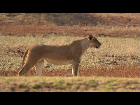 Film backdrop image for Lions Set a Trap for an Antelope (2014)