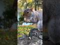 Tree squirrels 🐿 #shortvideo