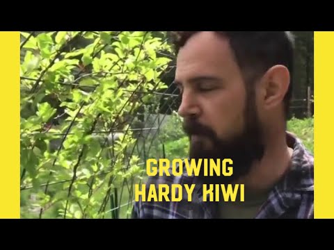 Video: Kiwi For Cold Climates: Hardy Kiwi Vines For Zone 4 Gardens