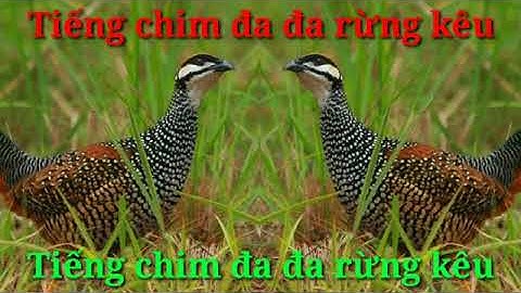 Tiếng đa đa mồi cực tác - suab noog qeb qag qag quaj cuab tuaj zoo heev nawb 2023