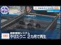 捨てられるウニを復活へ【 “やせウニ” 再生の最先端技術】(LBS・ローカルビジネスサテライト)