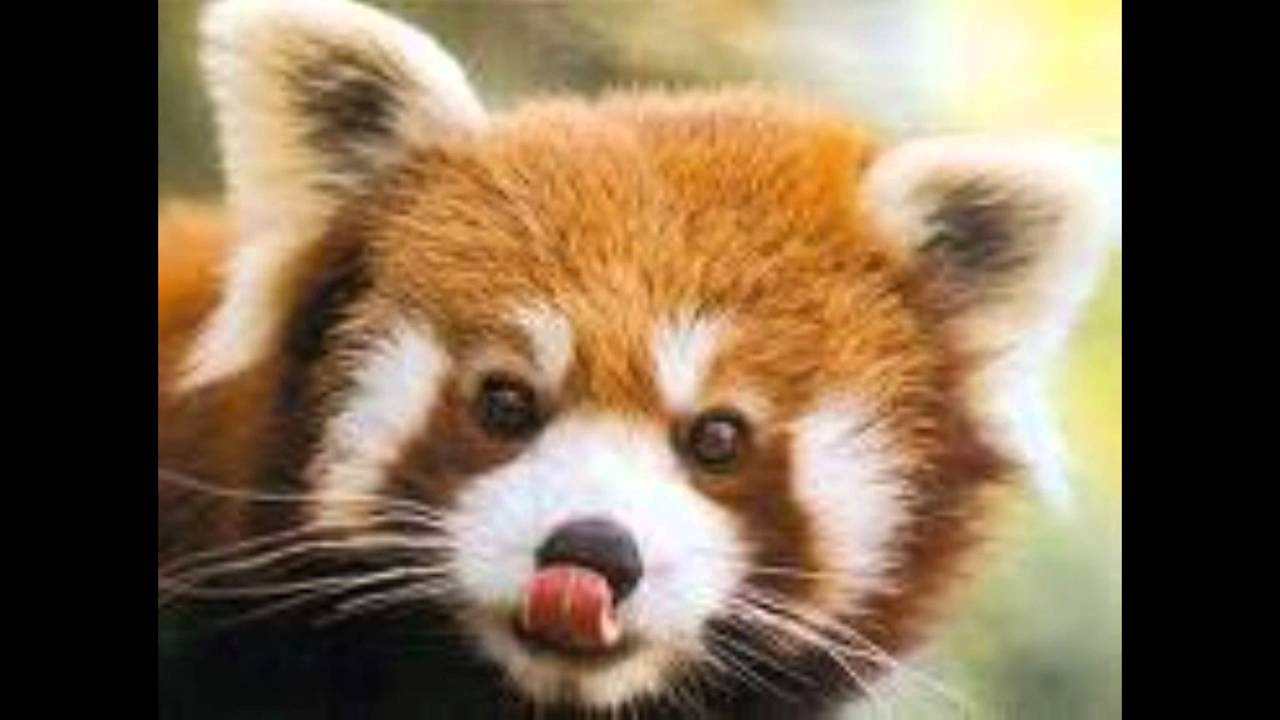 Saving the wild animals XXXX - YouTube Saving the wild animals XXXX - YouTube