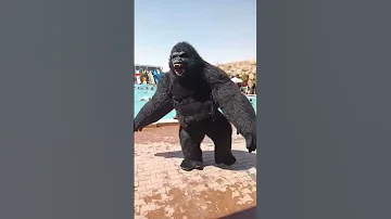 ادخلوا علي القناه شوفوا الفيديو الكامل الغوريلا الراقصه Shortvideo Status Subscribe Tiktok 