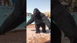 ادخلوا علي القناه شوفوا الفيديو الكامل الغوريلا الراقصه  #shortvideo  #status  #subscribe  #tiktok